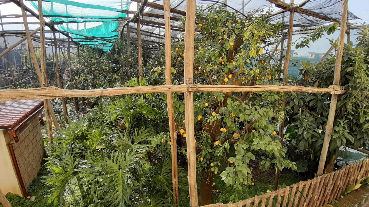 Mamma Lucia Villa Sorrento Bagian luar foto